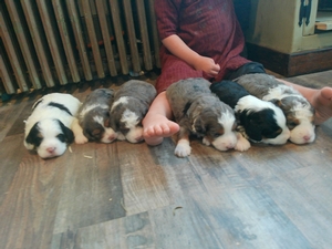 Stella's Litter 2